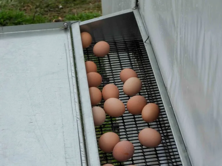 Rollaway chicken nest box with the lid open showing clean eggs