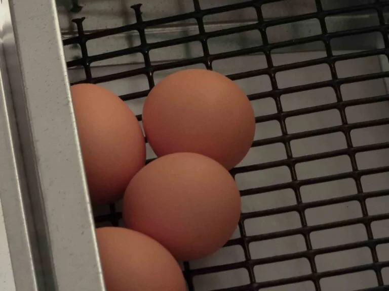 Clean eggs collected in the tray of a rollaway chicken nest box