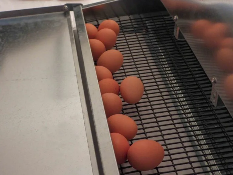 Clean eggs collected in the tray of a rollaway chicken nest box