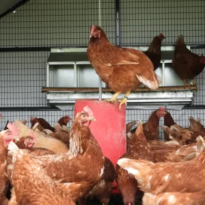 How to Get Your Hens to Use a Rollaway Nest Box